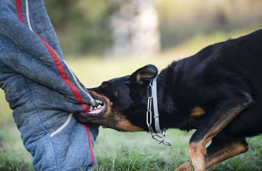 Dog biting a person's leg